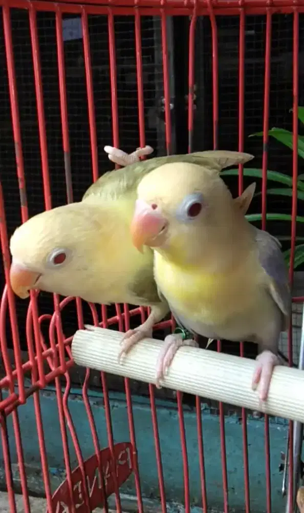 Burung Lovebird