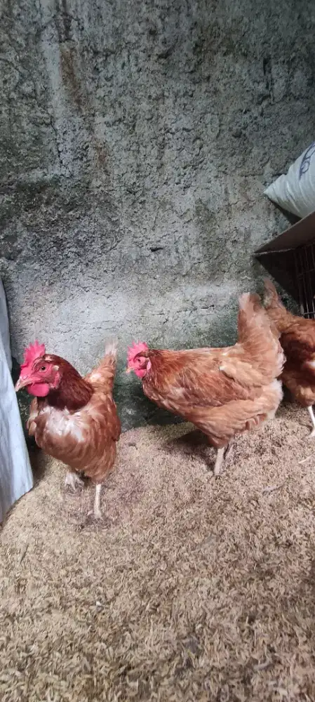 Ayam Petelur Afkir berat 1,7 - 2kg