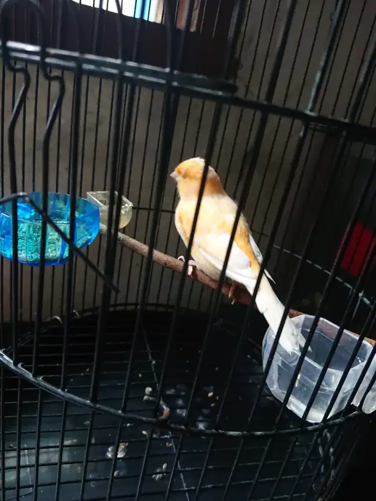 Kenari mandek fs bs tt