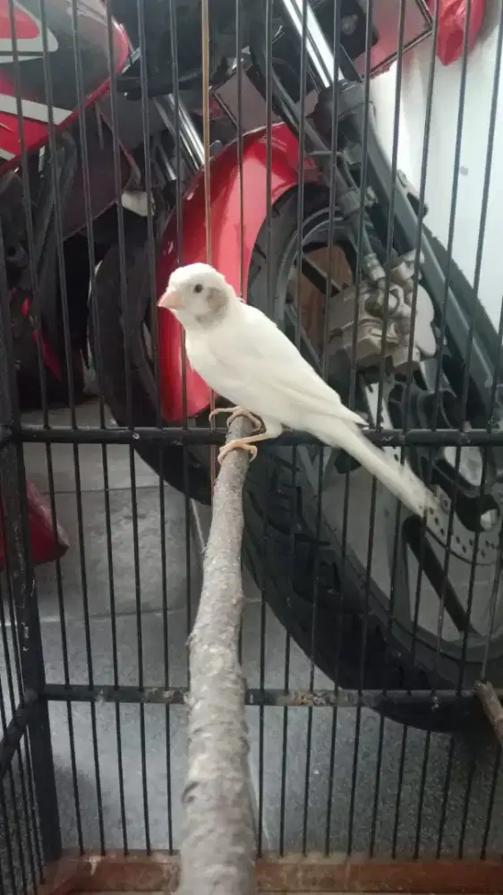 Kenari panda siapan betina