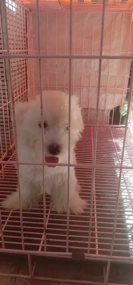 Anakan Maltese jtn 4 bulan