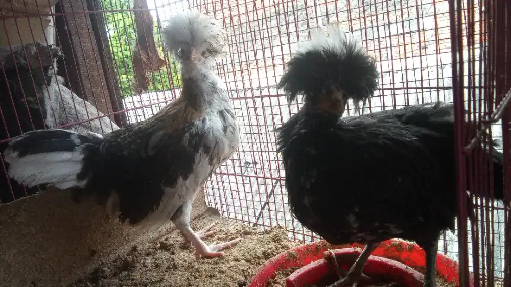Anak ayam Polan umur 3,5 bln 2 ekor