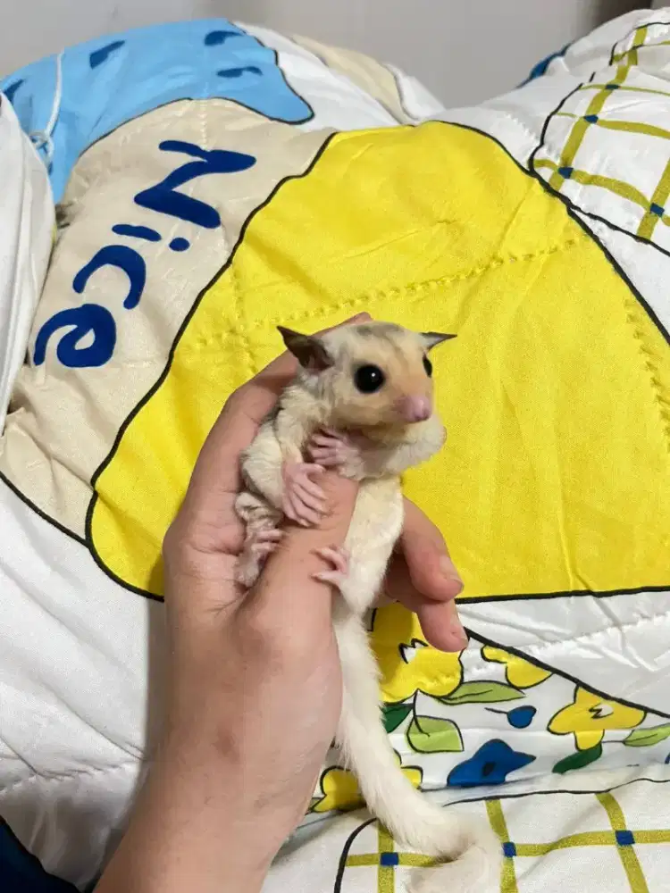 Joey Sugar glider betina joy sg betina 1bulan mozaik