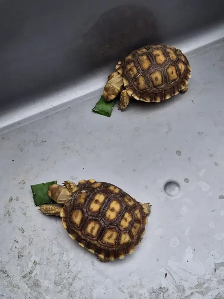 Sulcata kura kura darat