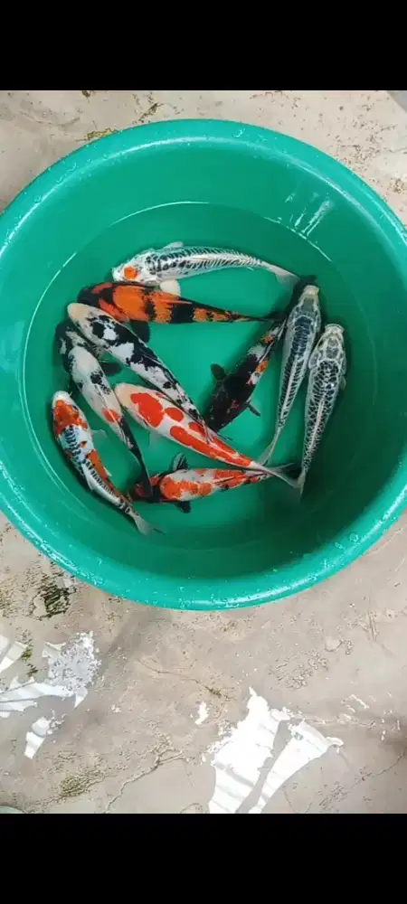 Koi mix 10 ekor