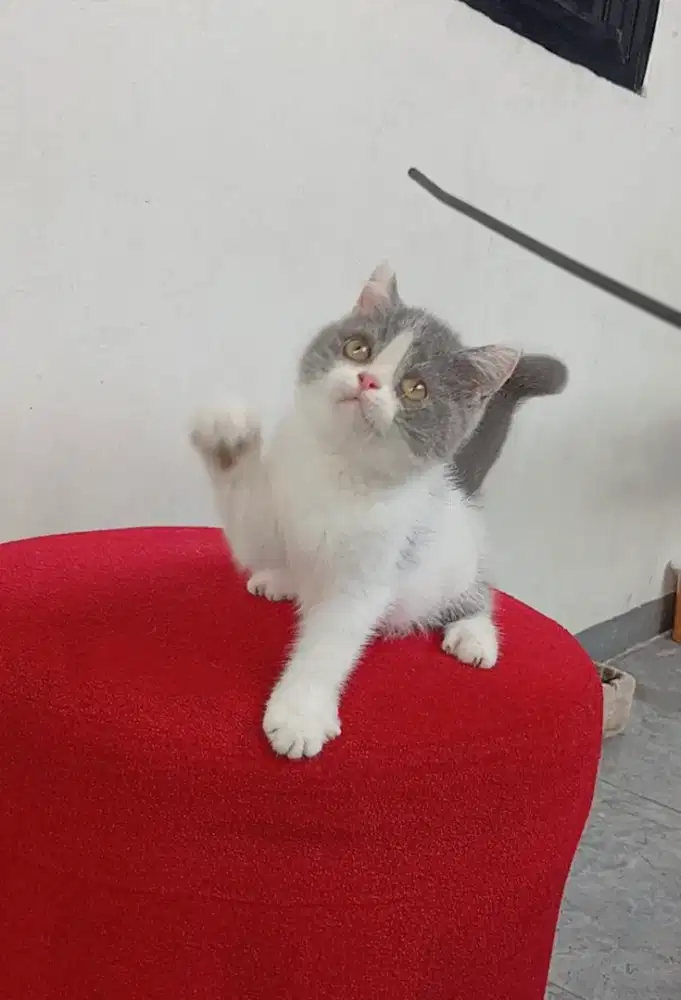 BRITISH SHORTHAIR/BSH BICOLOUR