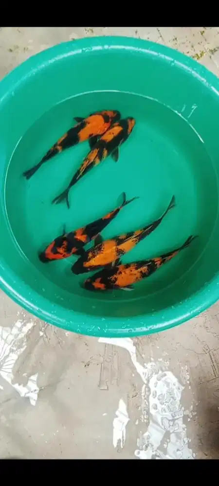 Koi Hi utsuri 5 ekor
