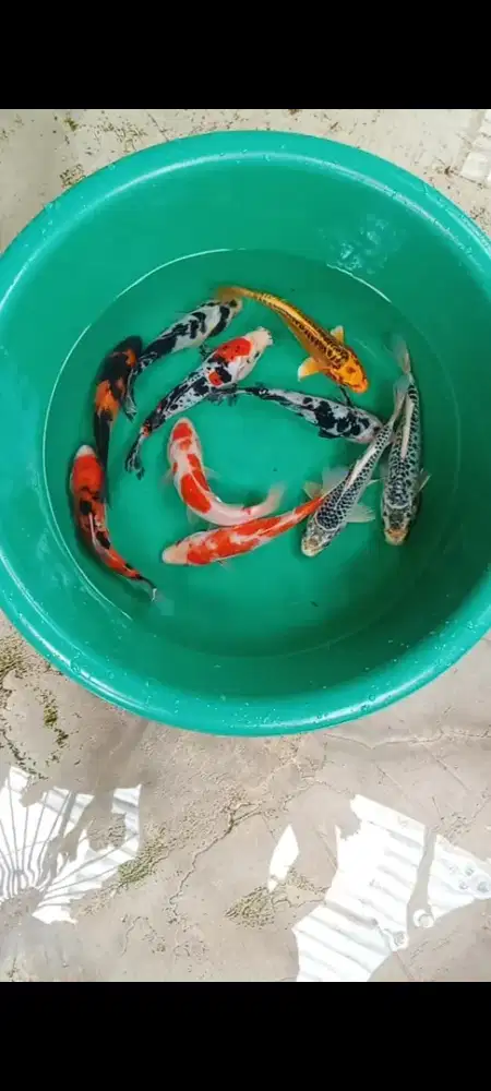 Koi mix 10 ekor