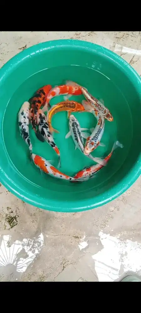 Koi mix 19-20 cm