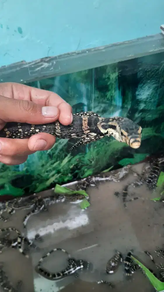 Biawak sehat dan gesit