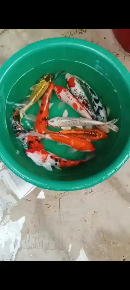 Koi mix 10 ekor 22-25 cm