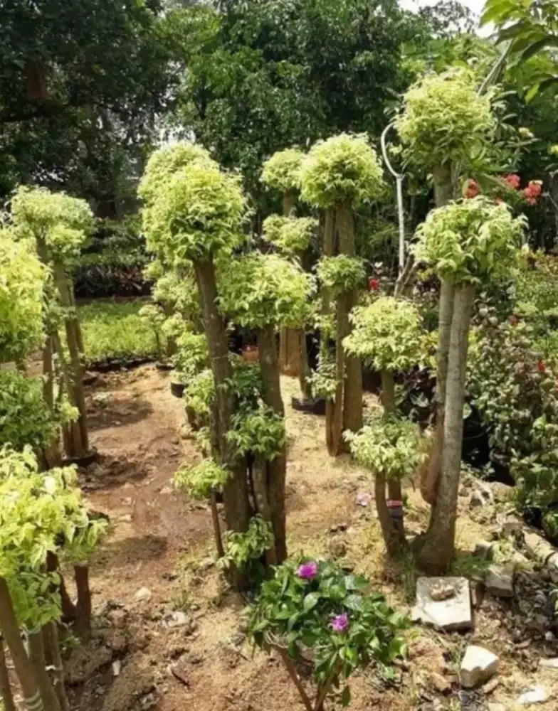 Jual pohon bonsai anting putri