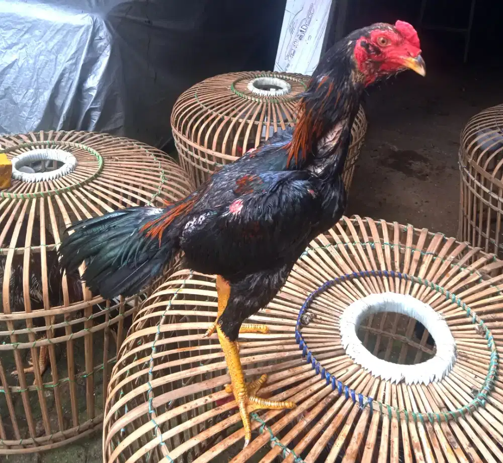 Ayam bangkok pama pakoy samo