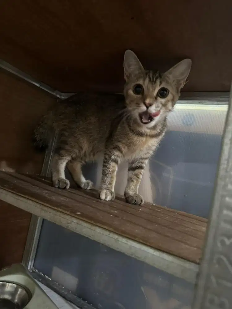 Free Adopt Kitten Kucing Persia Mixdom Betina usia 3 bulan Lucu Gembul