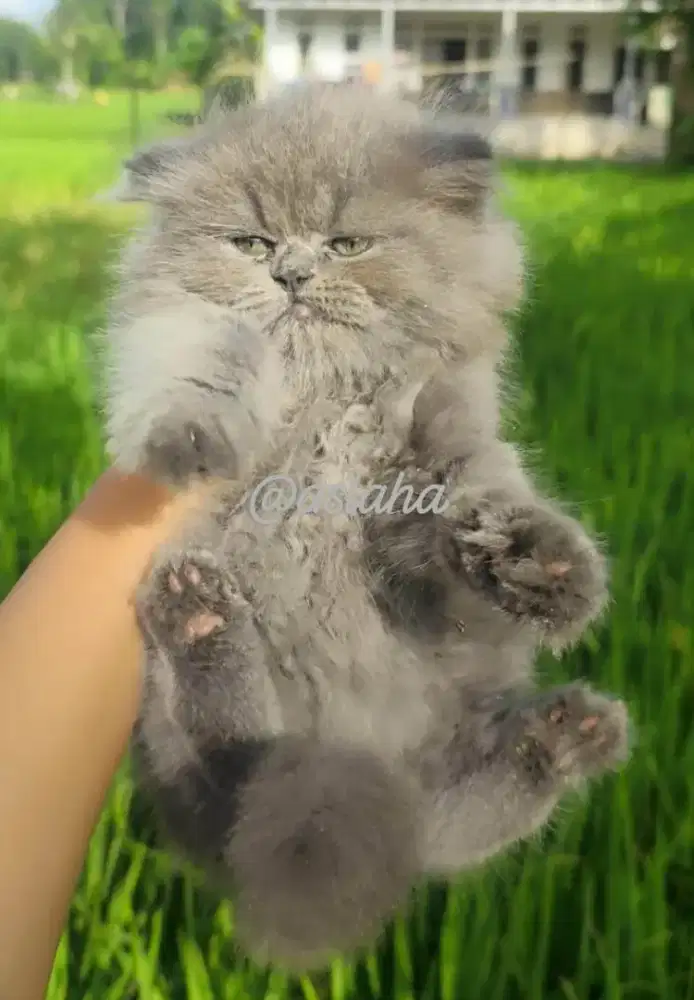 Anak kucing anggora/kitten persia jantan/kucing persia jantan