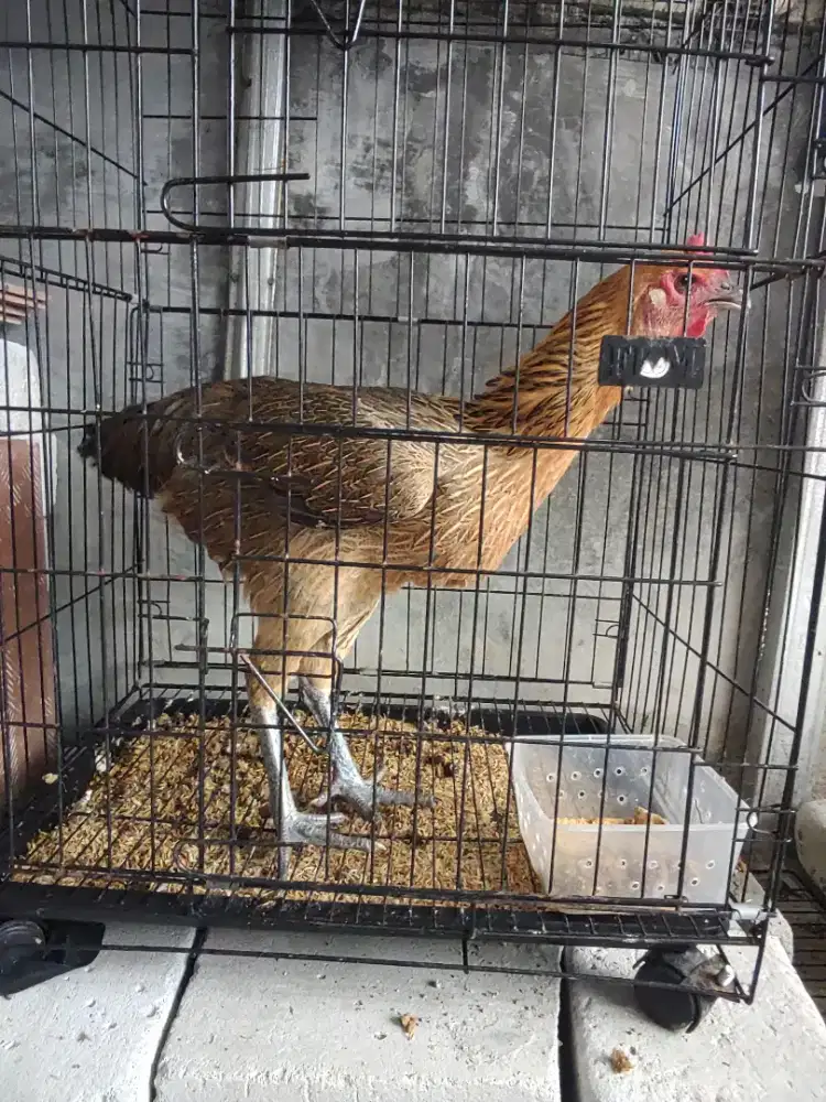 AYAM PELUNG BETINA TINGGI BGT 7 BULAN