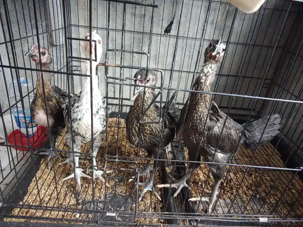 Ayam pelung usia 2 bulan up 4 ekor
