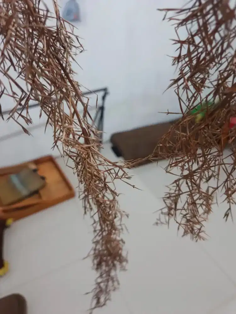 Fenomena langka nih kembang sereh asli ada 4 tangkai for sale