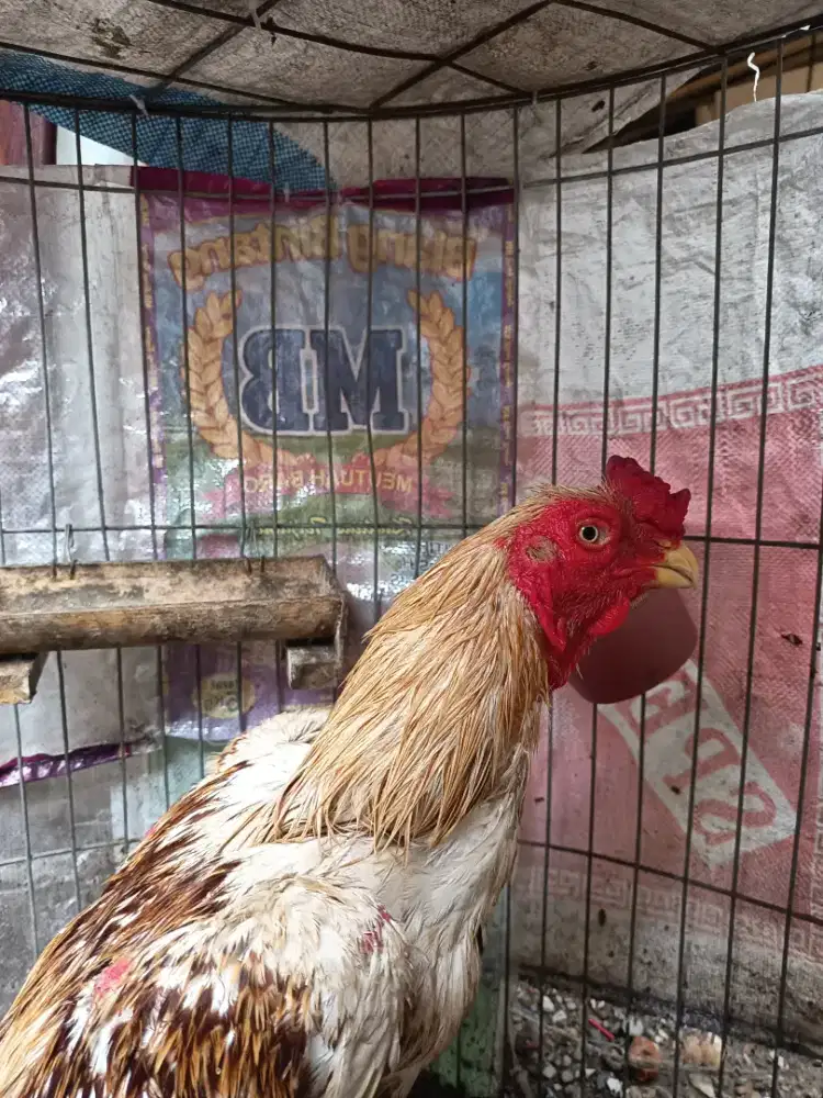 Jual ayam Assel parrot