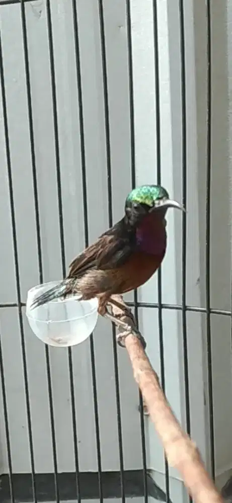 Burung kolibri ninja gacor