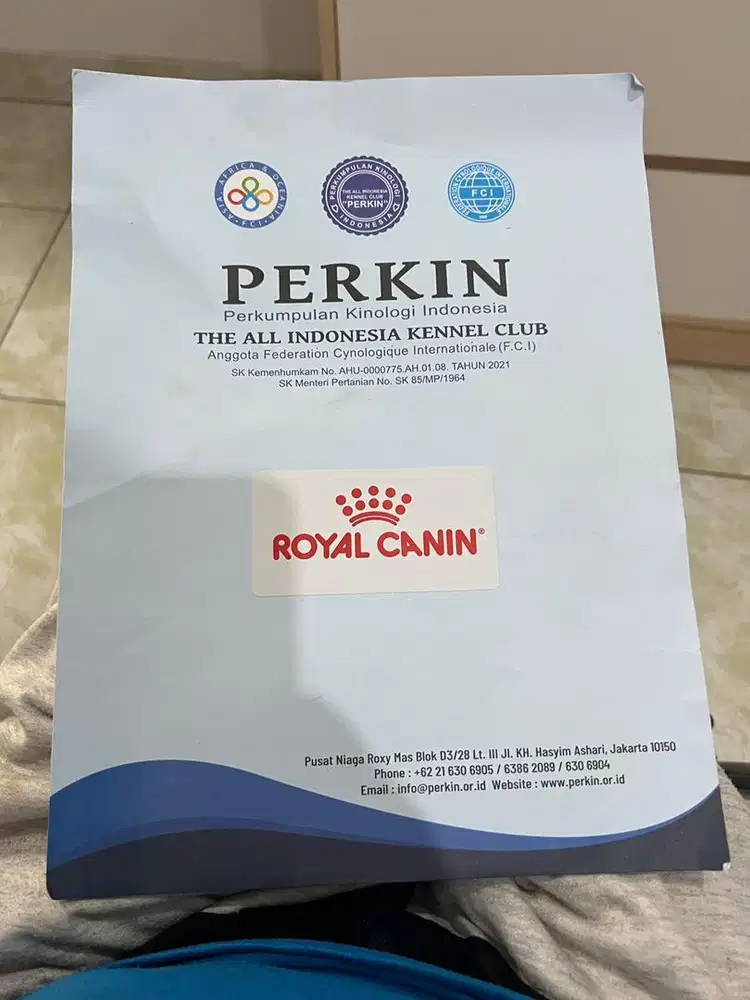 Oppen Adopsi dogy shihtzu