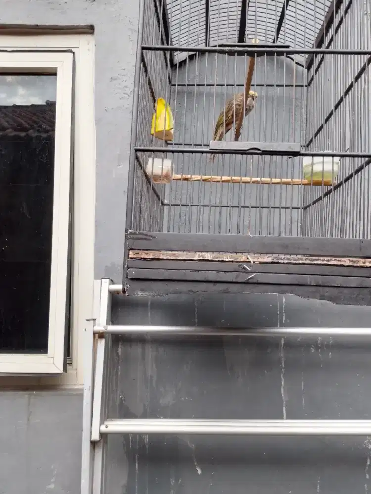 Jual burong cucak Rowo muda hutan