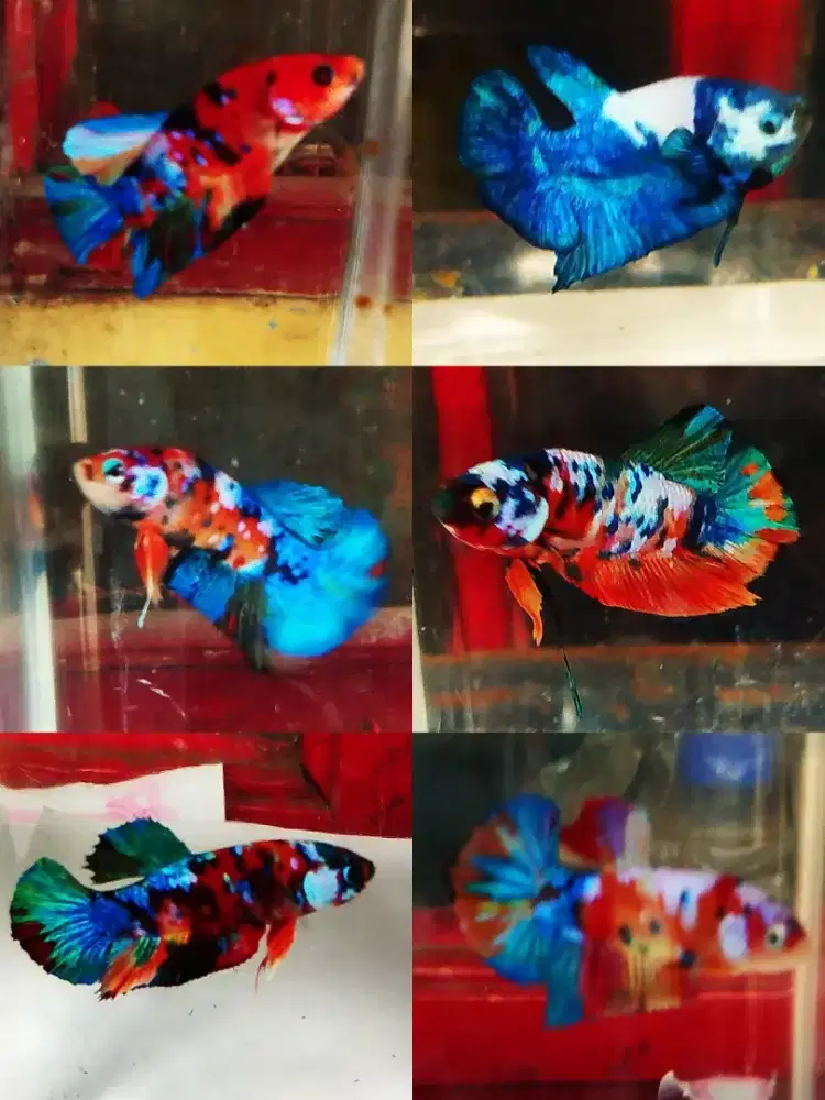 Ikan cupang hias jaksel