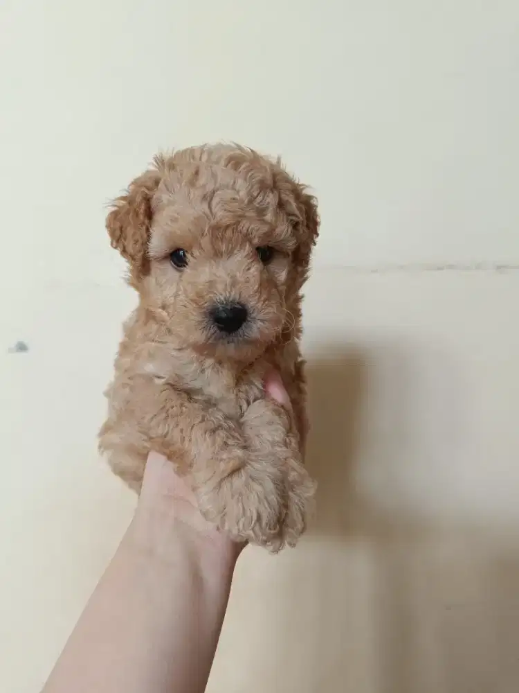 Poodle Jantan Bersurat