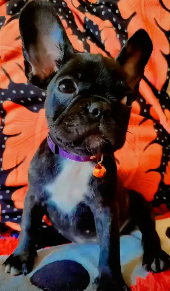 Frenchie Betina Warna Merley