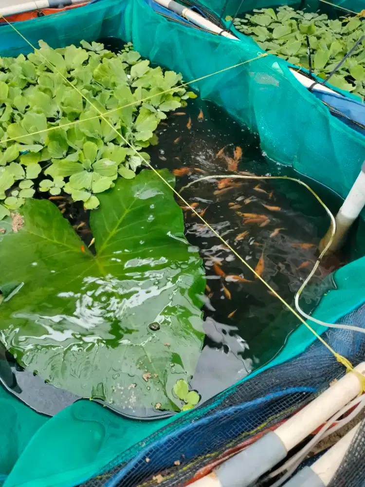 Ikan nila dan burayak dan anakan