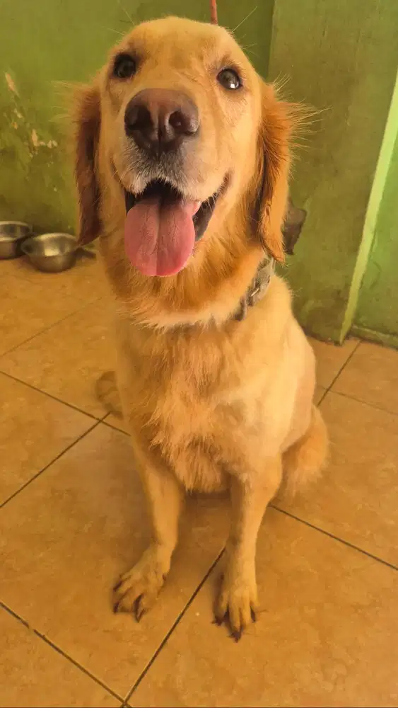 Golden Retriver Betina Stanbum