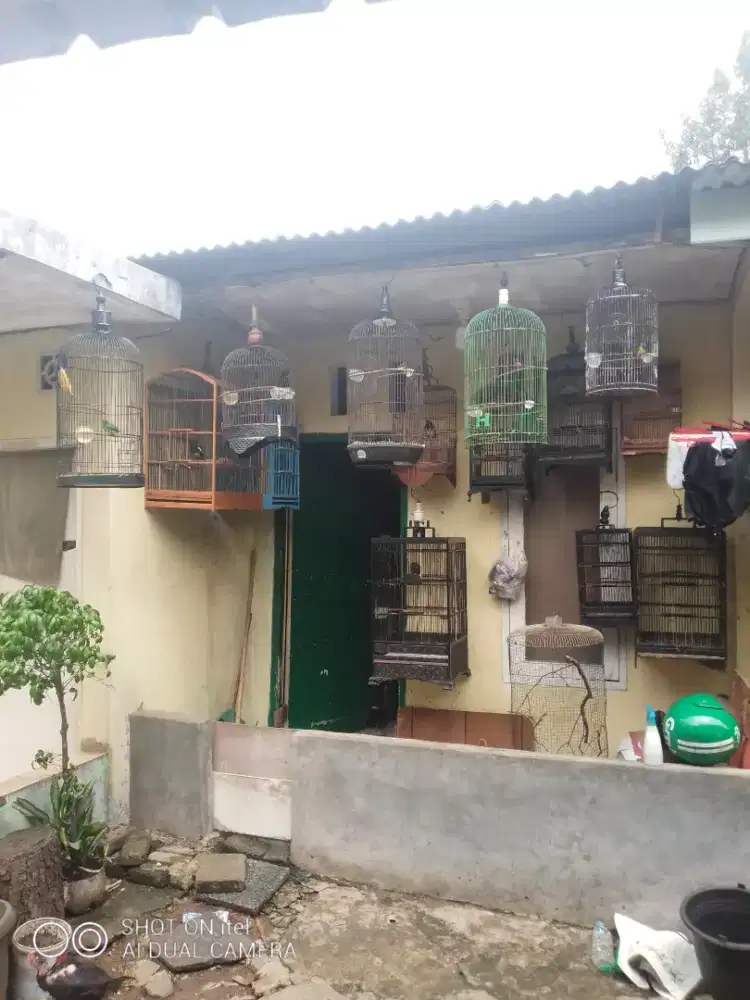 Borongan burung di BSD