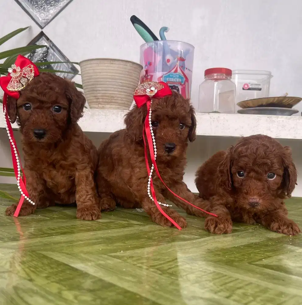 red poodle jantan dan betina