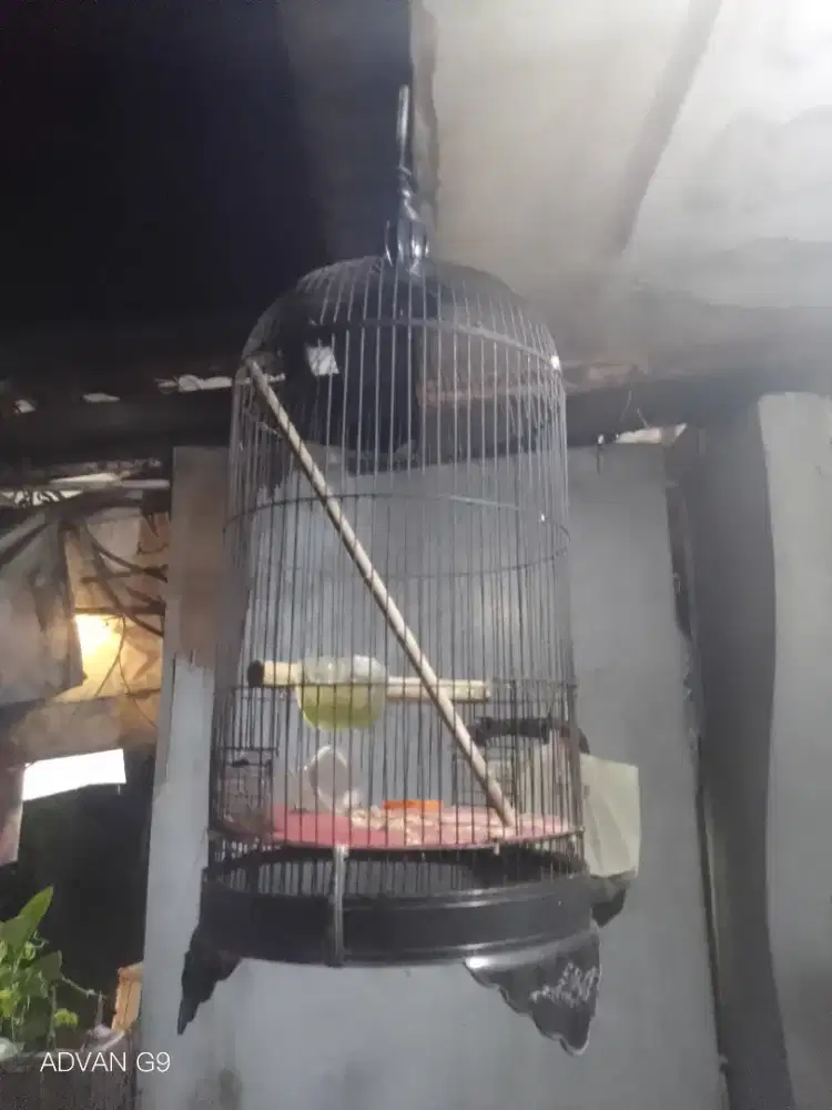 Kandang kapsul besi untuk Lovebird