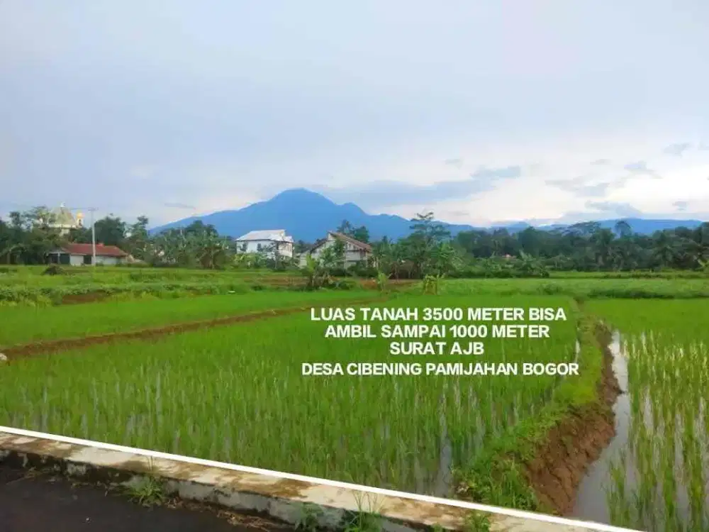 TANAH MURAH LAHAN SAWAH MURAH DI PAMIJAHAN CIBENING GUNUNG BUNDER BOGOR