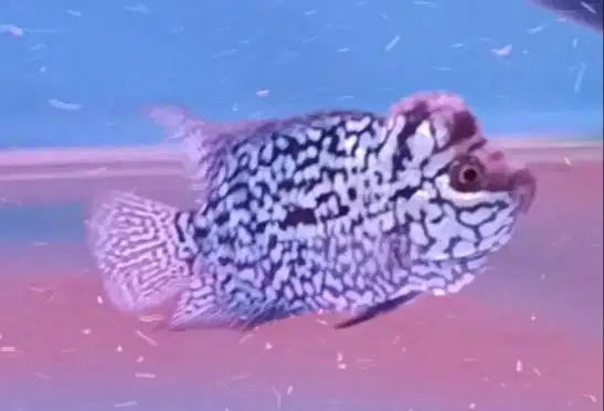 ikan louhan kamfa di Medan