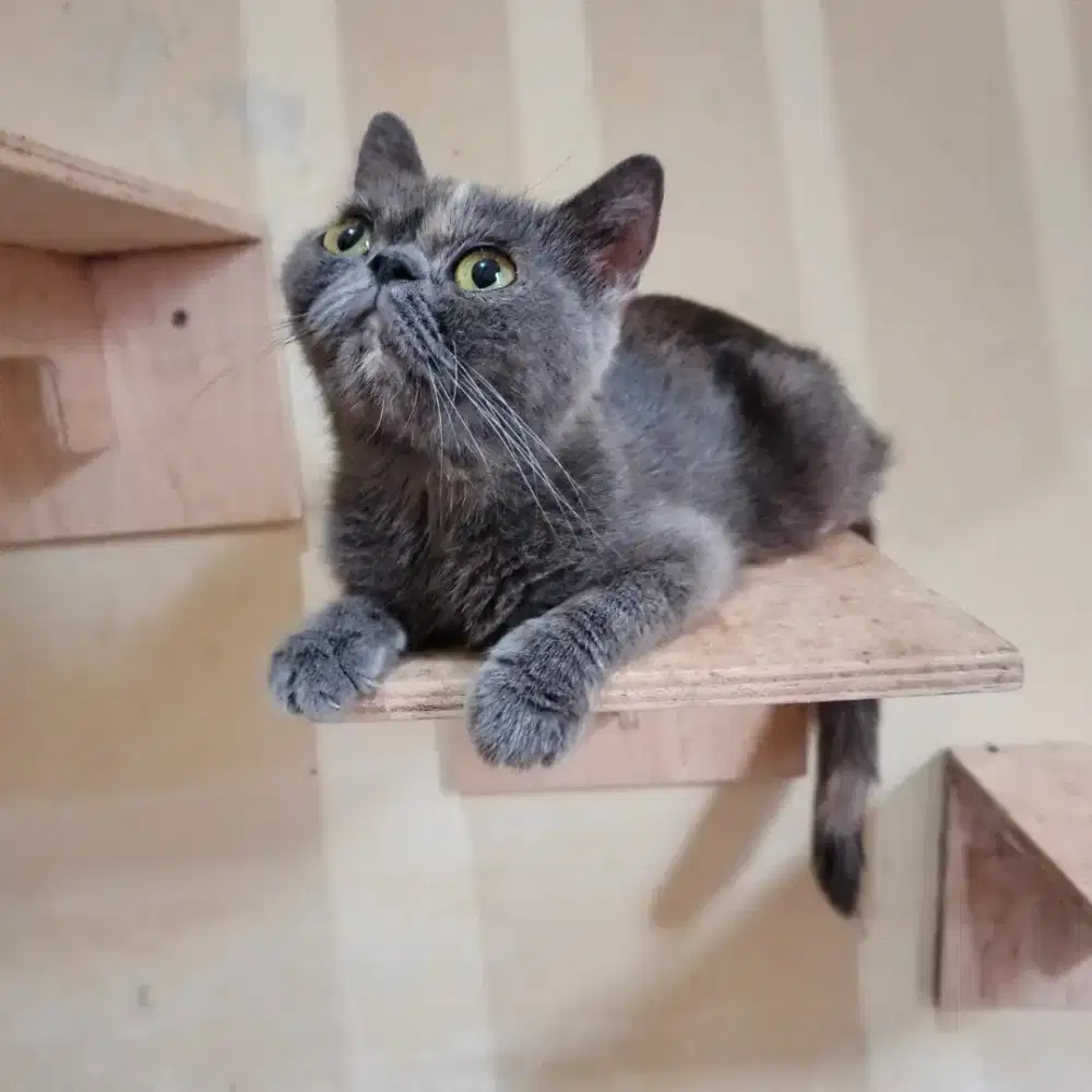 Kucing betina exotic peaknose