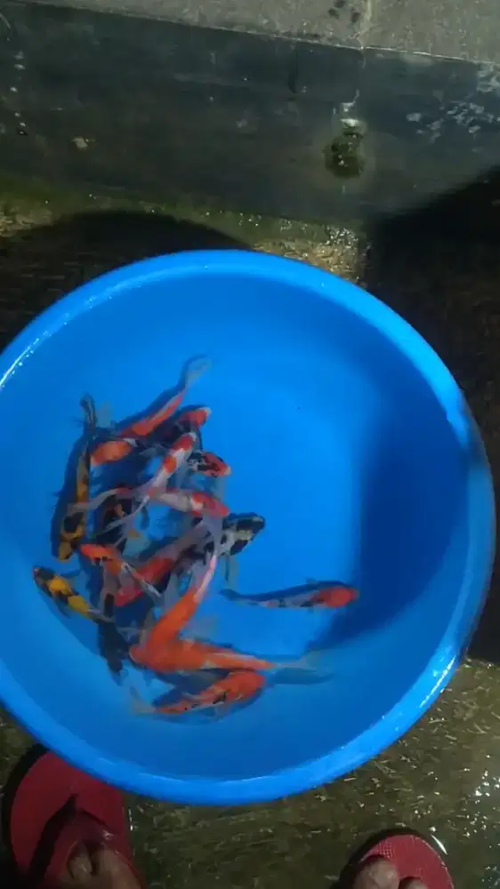 Ikan koi size 13cm sampai 15cm