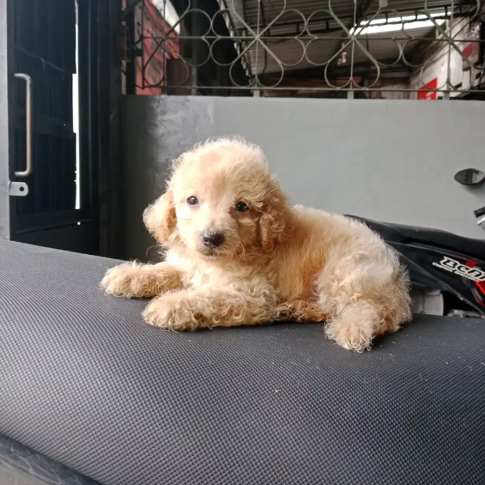 Apricot poodle 2 bulan