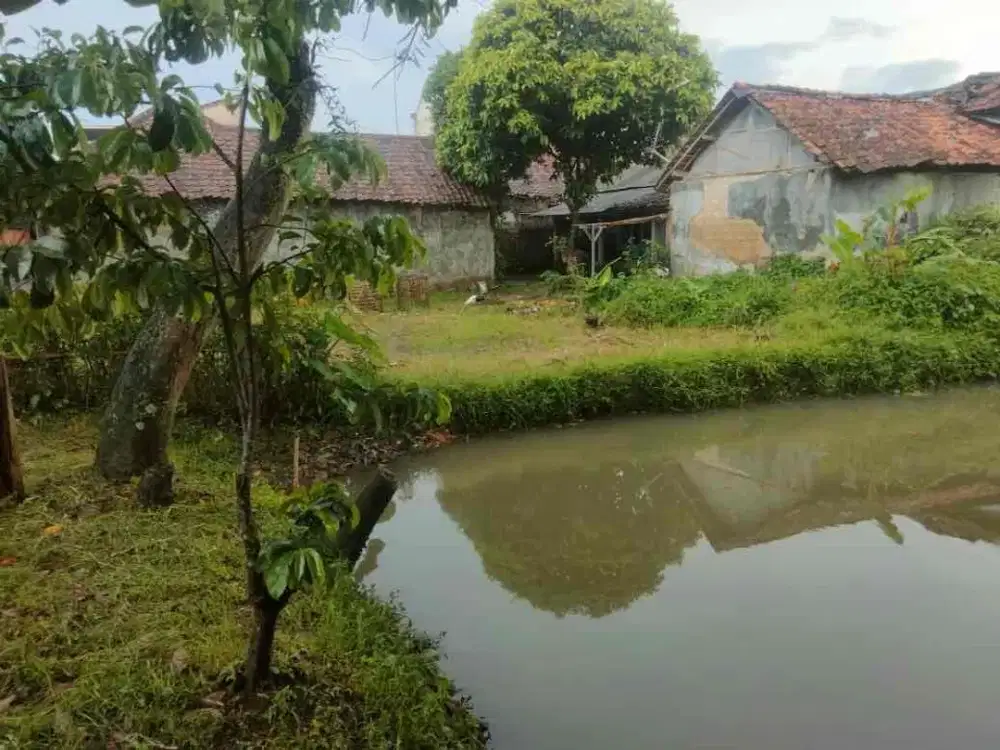 TANAH EMPANG DAN DARAT MURAH DI CIBENING PAMIJAHAN GUNUNG BUNDER BOGOR