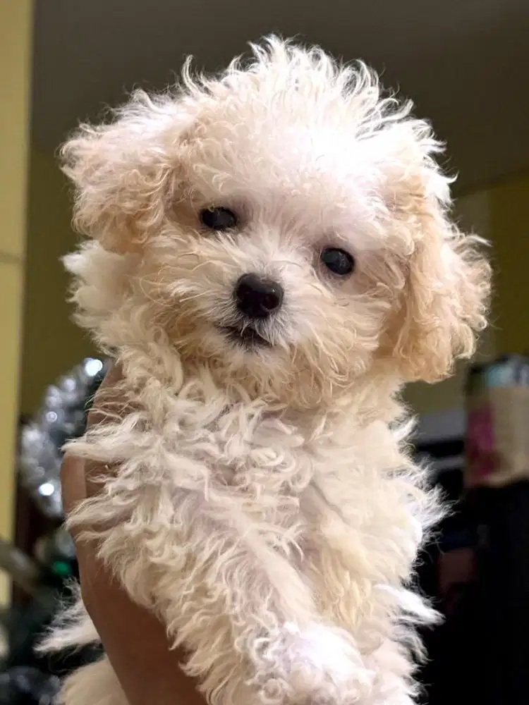 For Sale Poodle Betina