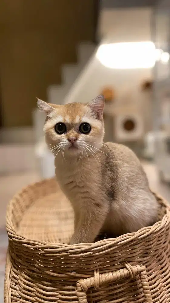 Kucing British Shorthair bsh golden