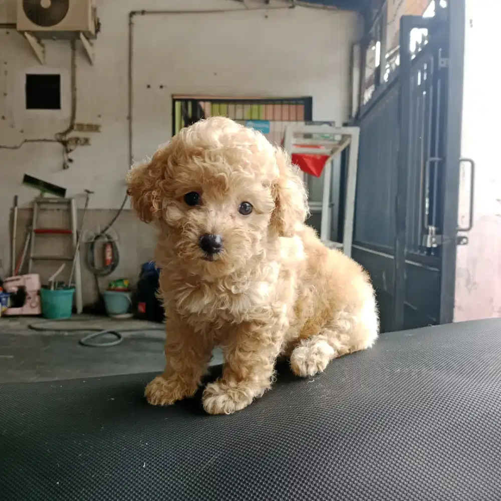 Apricot poodle betina