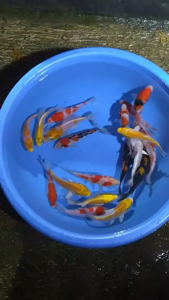Ikan koi size 15cm sampai 20cm