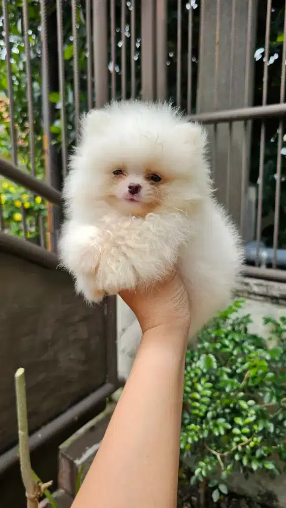 Jual supermini Pomeranian lucu