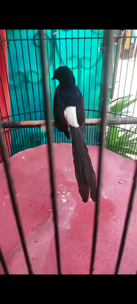 Burung MURAI BATU HUTAN TERNAKAN