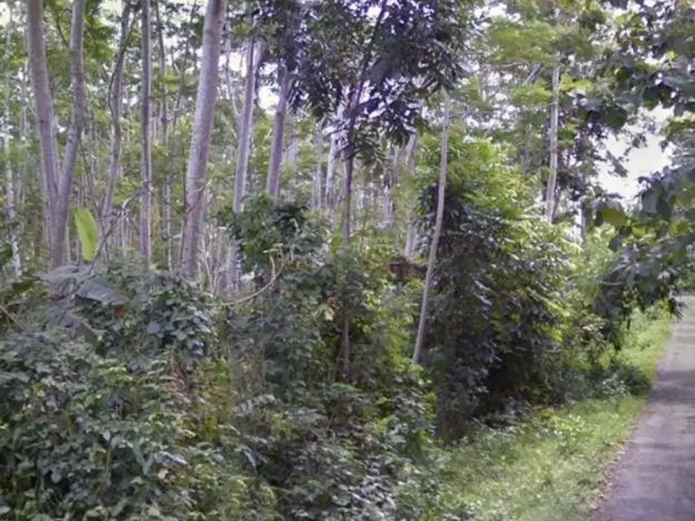 DisewakanTanah Lokasi Strategis cck untuk Villa dan Hotel di Jembrana.