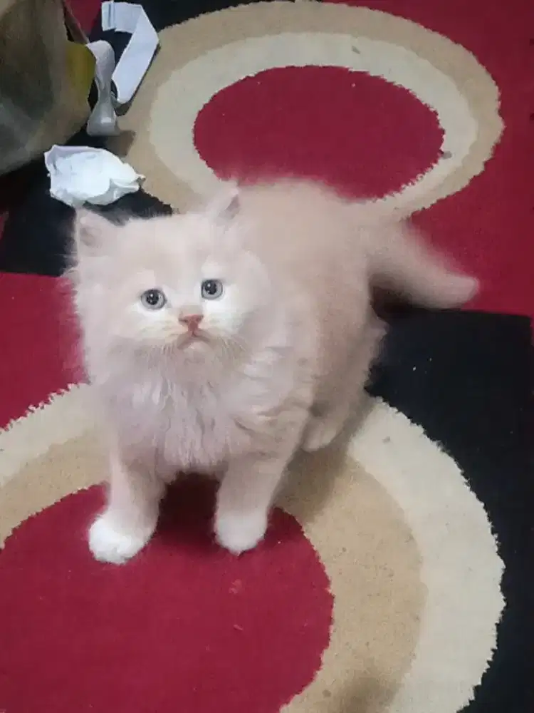 Kucing Persia Flatnose Jantan Big Bone