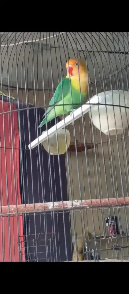 Lovebird PB prospek gantang