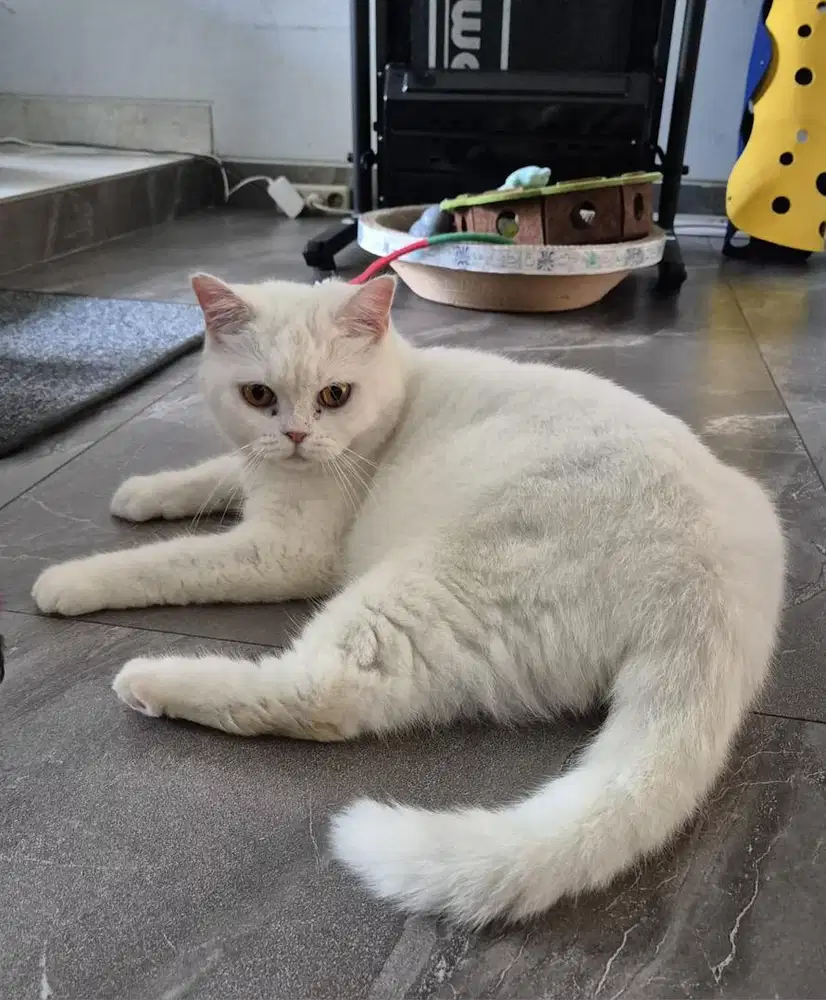 British shorthair female